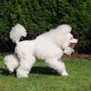 Poodle Medium White